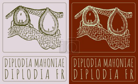 Drawing DIPLODIA MAHONIAE. Hand drawn illustration. The Latin name is DIPLODIA FR.