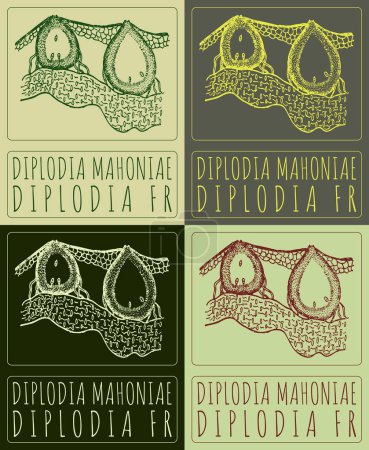 Zeichnungsset DIPLODIA MAHONIAE in verschiedenen Farben. Handgezeichnete Illustration. Der lateinische Name ist DIPLODIA FR.