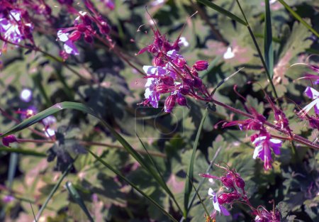 Geranium macrorrhizum blüht in violett. Auch bekannt als Bigroot-Geranien, bulgarische Geranien.