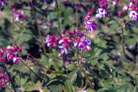 Photo for Geranium macrorrhizum in purple bloom. Known also as bigroot geranium, Bulgarian Geranium. - Royalty Free Image