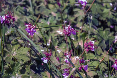 Photo for Geranium macrorrhizum in purple bloom. Known also as bigroot geranium, Bulgarian Geranium. - Royalty Free Image