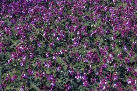 Geranium macrorrhizum blüht in violett. Auch bekannt als Bigroot-Geranien, bulgarische Geranien.