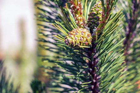 Mountain pine Pumilio or Pinus mugo pumilio. Spruce spring buds and cones.