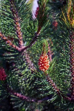 Mountain pine Pumilio or Pinus mugo pumilio. Spruce spring buds and cones.