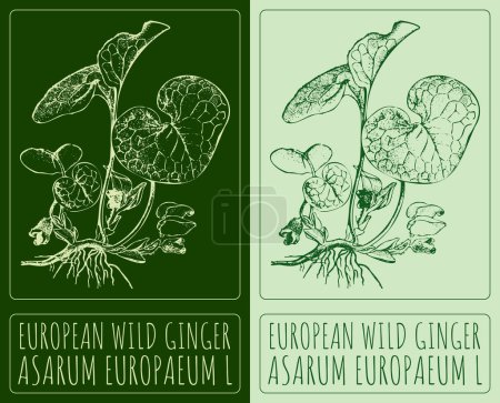 Dibujo europeo WILD GINGER. Ilustración hecha a mano. El nombre en latín es ASARUM EUROPAEUM L..