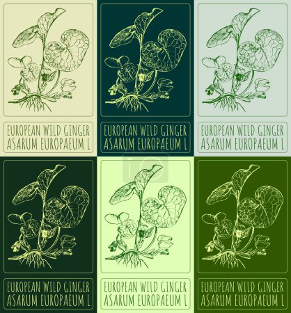 Zeichnungsset EUROPEAN WILD GINGER in verschiedenen Farben. Handgezeichnete Illustration. Der lateinische Name ist ASARUM EUROPAEUM L.