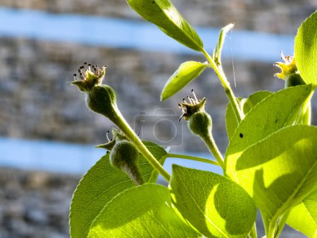 Pequeños ovarios de pera y flores en una rama de árbol. Rama de pera con frutos jóvenes. Primavera, enfoque selectivo.