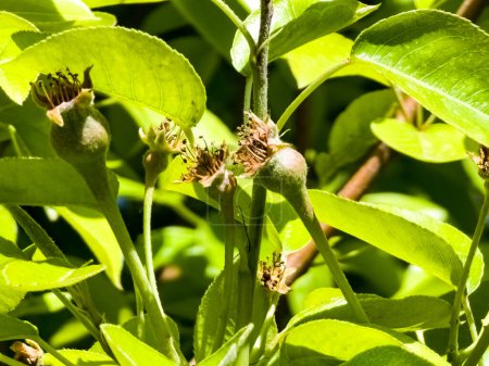 Pequeños ovarios de pera y flores en una rama de árbol. Rama de pera con frutos jóvenes. Primavera, enfoque selectivo.