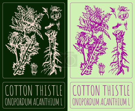 Drawing COTTON THISTLE. Hand drawn illustration. The Latin name is ONOPORDUM ACANTHIUM L.