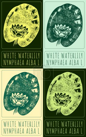 Set of drawing WHITE WATERLILY in various colors. Hand drawn illustration. The Latin name is NYMPHAEA ALBA L.