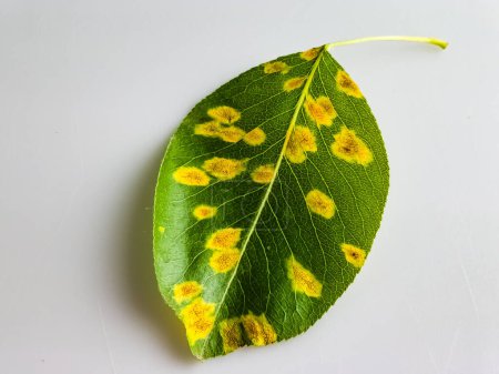 Pear leaf with Pear rust - disease caused by Gymnosporangium sabinae fungus, close up.
