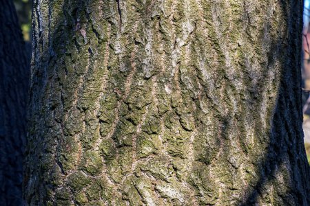 Bark of the Paulownia tomentosa tree. The princess or empress tree or foxglove tree is a deciduous plant.