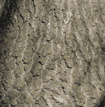 Ilustración de la corteza del árbol Paulownia tomentosa. Árbol de princesa o emperatriz o árbol de guantes de zorro.