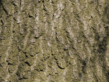 Illustration of Paulownia tomentosa tree bark. Princess or Empress tree or Foxglove tree.
