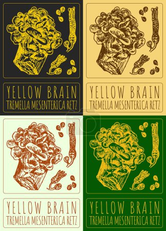 Set of drawing YELLOW BRAIN in various colors. Hand drawn illustration. The Latin name is TREMELLA MESENTERICA RETZ.