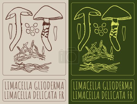 Drawing LIMACELLA GLIODERMA. Hand drawn illustration. The Latin name is LIMACELLA DELICATA FR.