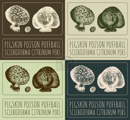 Set of drawing PIGSKIN POISON PUFFBALL in various colors. Hand drawn illustration. The Latin name is SCLERODERMA CITRINUM PERS.