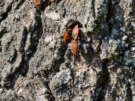 Colony of Pyrrocoris Apterus nests on the trunk of an acacia tree. Red spotted beetles or Pyrrocoris Apterus on bark.