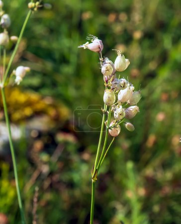 Silene vulgaris campion vesicularis en el Monte Kalvarija en Nitra. Ecosistemas montañosos únicos.