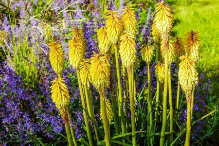 Photo for Kniphofia uvaria bright orange red bud ornamental flowering plants on tall stem, group tritomea torch lily red hot poker flower - Royalty Free Image