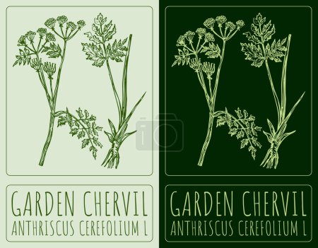 Drawing GARDEN CHERVIL. Hand drawn illustration. The Latin name is ANTHRISCUS CEREFOLIUM L.