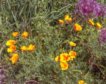 Belle floraison de pavot jaune en été. Le nom latin de la fleur est Glaucium flavum.