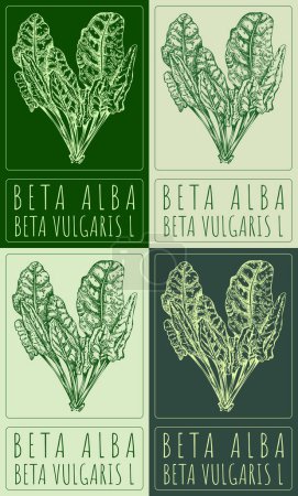 Zeichnungsset BETA ALBA auf Chinesisch in verschiedenen Farben. Handgezeichnete Illustration. Der lateinische Name lautet BETA VULGARIS L.