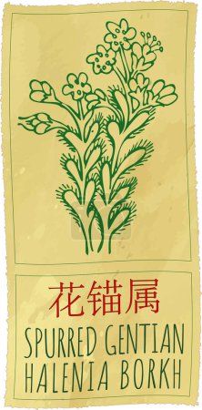 Drawing SPURRED GENTIAN in Chinese. Hand drawn illustration. The Latin name is HALENIA BORKH