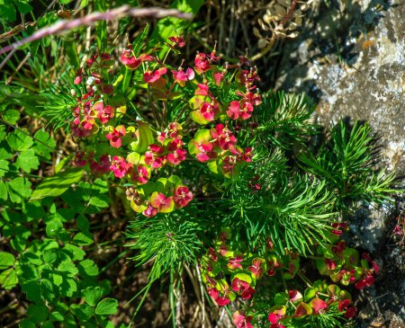 Euphorbia cyparissias, cypress spurge flower. Wild growing on Mount Kalvarija Nitra.