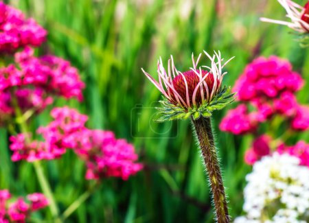 Echinacea angustifolia blüht im Frühling im Botanischen Garten in Nitra in der Slowakei.