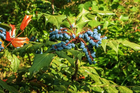 Bush of mahonia Mahonia bealei with leaves and berries in the botanical garden in Nitra in Slovakia.