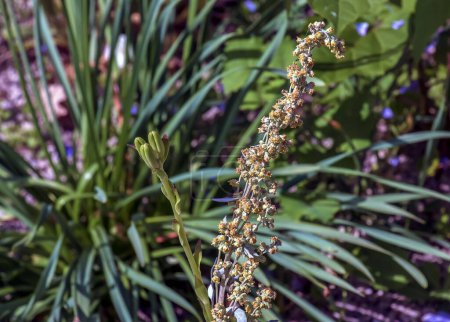 Artemisia ludoviciana Wermut im botanischen Garten in Nitra im Sommer.