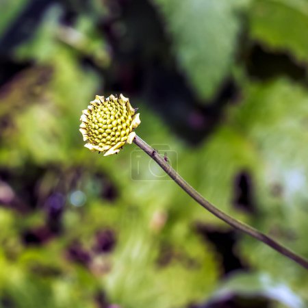 Brote de flor gigante - Nombre latino - Cephalaria gigantea. Jardín botánico en Dnieper, Ucrania.