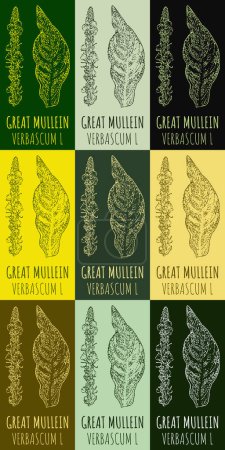 Illustration for Set of vector drawing of GREAT MULLEIN in various colors. Hand drawn illustration. Latin name VERBASCUM L. - Royalty Free Image