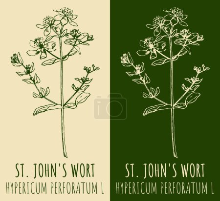 Illustration for Vector drawings St. Johns wort. Hand drawn illustration. Latin name Hypericum L. - Royalty Free Image