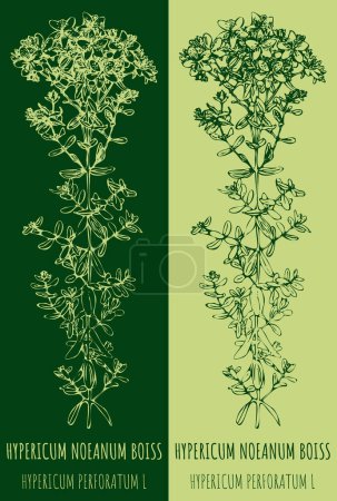 Illustration for Vector drawings Perforate St Johns wort. Hand drawn illustration. Latin name HYPERICUM PERFORATUM. - Royalty Free Image