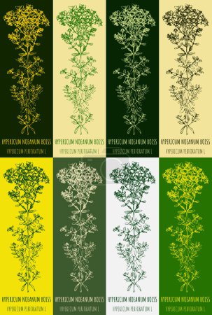 Illustration for Set of vector drawings of Perforate St Johns wort in different colors. Hand drawn illustration. Latin name HYPERICUM PERFORATUM. - Royalty Free Image