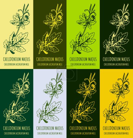 Illustration for Set of vector drawing of GREATER CELANDINE in various colors. Hand drawn illustration. Latin name CHELIDONIUM MAJUS L. - Royalty Free Image