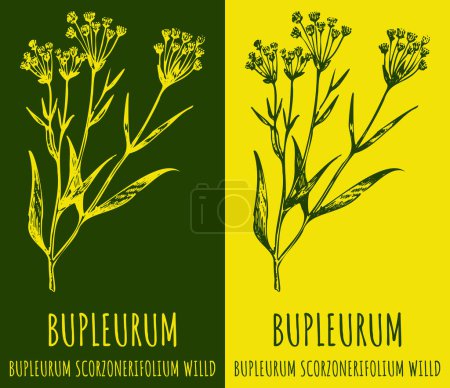 Vektorzeichnung Bupleurum. Handgezeichnete Illustration. Der lateinische Name ist Bupleurum scorzonerifolium.