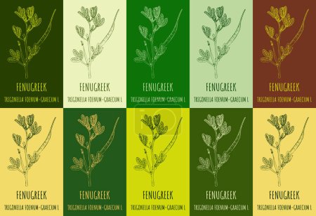 Illustration for Set of vector drawing FENUGREEK in various colors. Hand drawn illustration. The Latin name is TRIGONELLA FOENUM-GRAECUM L. - Royalty Free Image