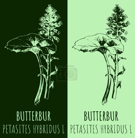 Illustration for Vector drawing BUTTERBUR. Hand drawn illustration. The Latin name is PETASITES HYBRIDUS L. - Royalty Free Image