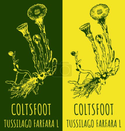 Illustration for Vector drawing COLTSFOOT. Hand drawn illustration. The Latin name is TUSSILAGO FARFARA L. - Royalty Free Image