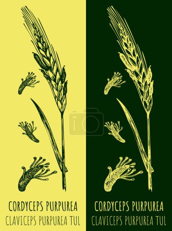 Illustration for Vector drawing Claviceps. Hand drawn illustration. The Latin name is CLAVICEPS PURPUREA. - Royalty Free Image