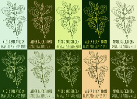 Illustration for Set of vector drawing ALDER BUCKTHORN in various colors. Hand drawn illustration. The Latin name is FRANGULA ALNUS MILL. - Royalty Free Image