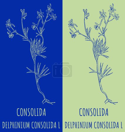 Illustration for Vector drawing CONSOLIDA. Hand drawn illustration. The Latin name is DELPHINIUM CONSOLIDA L. - Royalty Free Image