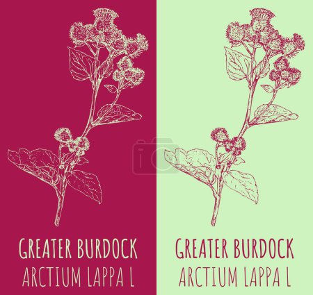 Illustration for Vector drawing GREATER BURDOCK. Hand drawn illustration. The Latin name is ARCTIUM LAPPA L. - Royalty Free Image