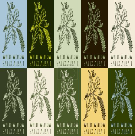 Illustration for Set of vector drawing WHITE WILLOW in various colors. Hand drawn illustration. The Latin name is SALIX ALBA L. - Royalty Free Image