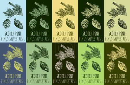 Illustration for Set of vector drawing SCOTCH PINE in various colors. Hand drawn illustration. The Latin name is PINUS SYLVESTRIS L. - Royalty Free Image