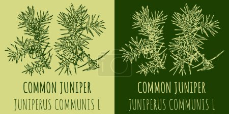 Illustration for Vector drawings COMMON JUNIPER. Hand drawn illustration. Latin name JUNIPERUS COMMUNIS L. - Royalty Free Image