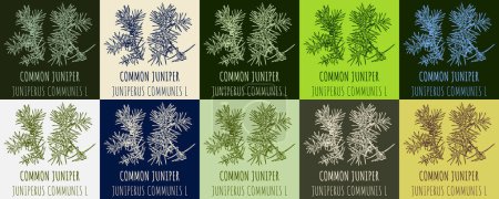 Illustration for Set of vector drawing of COMMON JUNIPER in various colors. Hand drawn illustration. Latin name JUNIPERUS COMMUNIS L. - Royalty Free Image